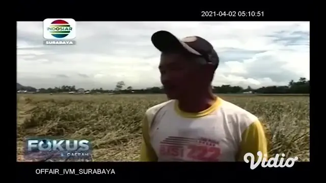 Jelang musim panen, tanaman padi di Desa Kertonegoro, Kecamatan Jenggawah, Kabupaten Jember justru diserang hama wereng, akibatnya petani gagal panen.
