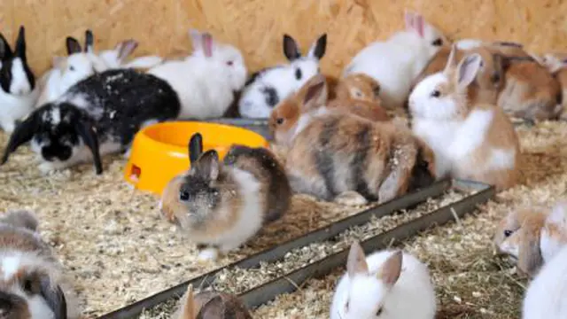Budidaya Kelinci, Berawal Dari Hobi Yang Menjadi Ladang Bisnis