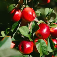 Manfaat Apel. Dok. Rockit