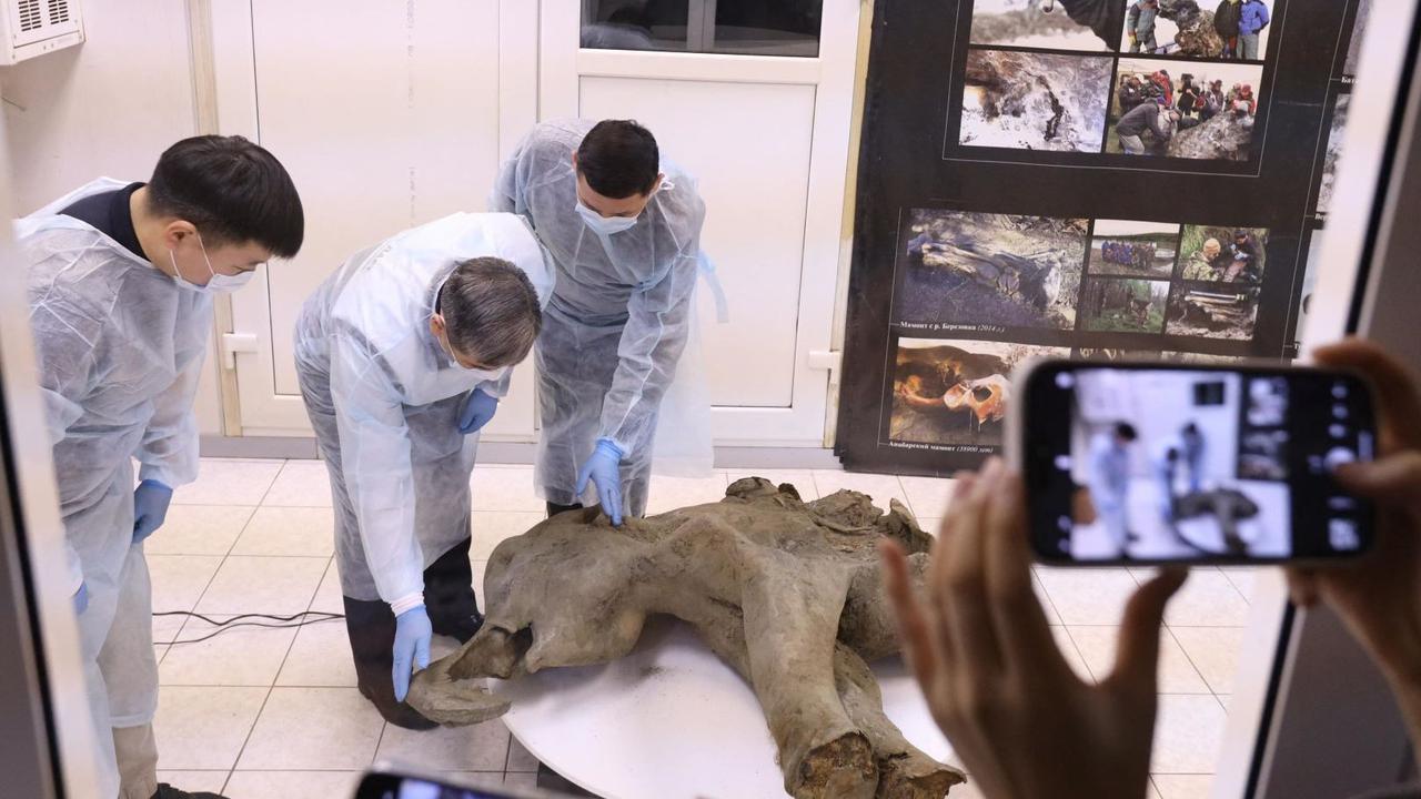 Bayi Mammoth Ditemukan di Bawah Salju Abadi Yakutia