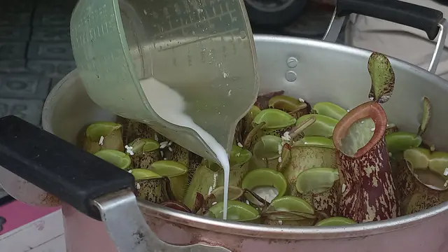 Kantong Semar