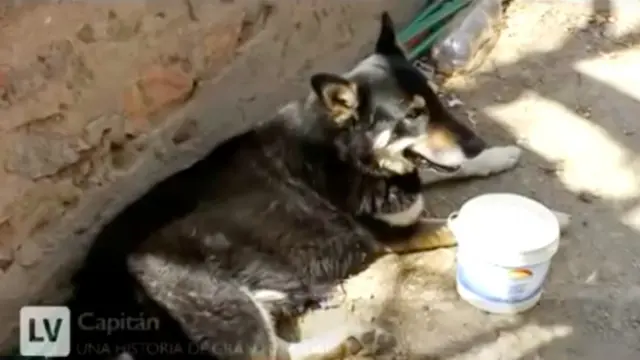 Kisah Mengharukan Anjing yang Menunggui Makam Tuannya Selama 11 Tahun