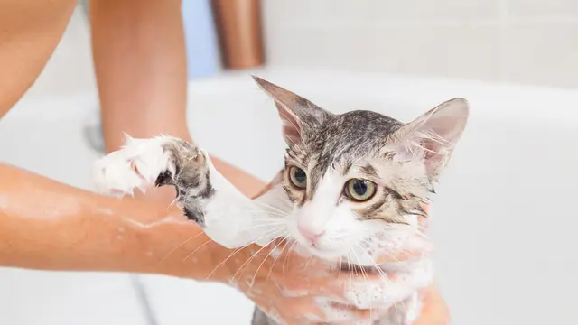 Cara Memandikan Kucing