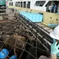 Petugas melakukan bongkar muat ratusan sapi kedalam truk yang baru saja tiba di Pelabuhan Tanjung Priok, Jakarta, Selasa (9/2). Sebanyak 500 ekor sapi asal NTT diangkut dengan kapal khusus ternak Camara Nusantara I. (Liputan6.com/Faizal Fanani)