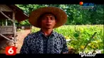 Memanfaatkan lahan kosong sekolah sebagai bagian pendidikan luar sekolah. Pelajar di Kabupaten Gresik mengembangkan budidaya bercocok tanam buah melon varietas unggul.