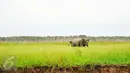 Gajah Sumatera sedang mencari makan di Sebokor, Ogan Komering Ilir, Sumatra Selatan, (25/3). Selain masuk daftar merah spesies yang terancam punah, Gajah Sumatra juga masuk dalam satwa dilindungi menurut UU No 5 Tahun 1990. (Liputan6.com/Gempur M Surya)