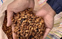 Balada Kopi Gayo: Bangkit dari Bencana dan Berjuang Melawan Krisis Iklim