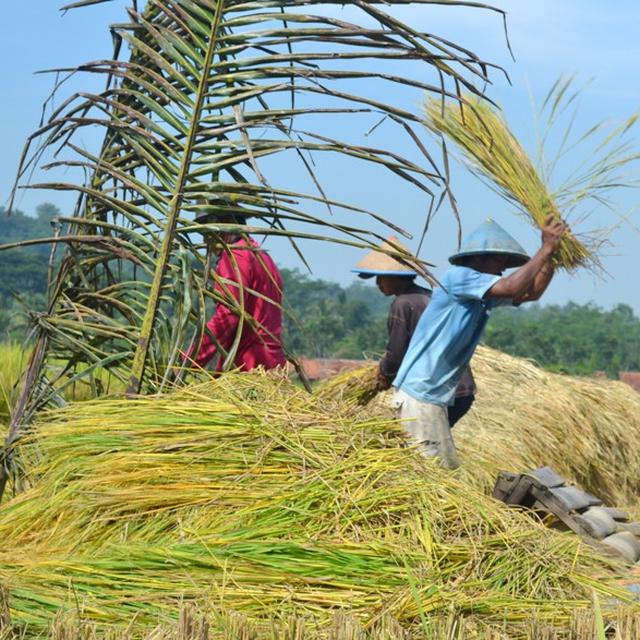 Tanam Sekali Petani Panen Padi Berkali Kali Dengan Teknik Salibu Jarwo Regional Liputan6 Com