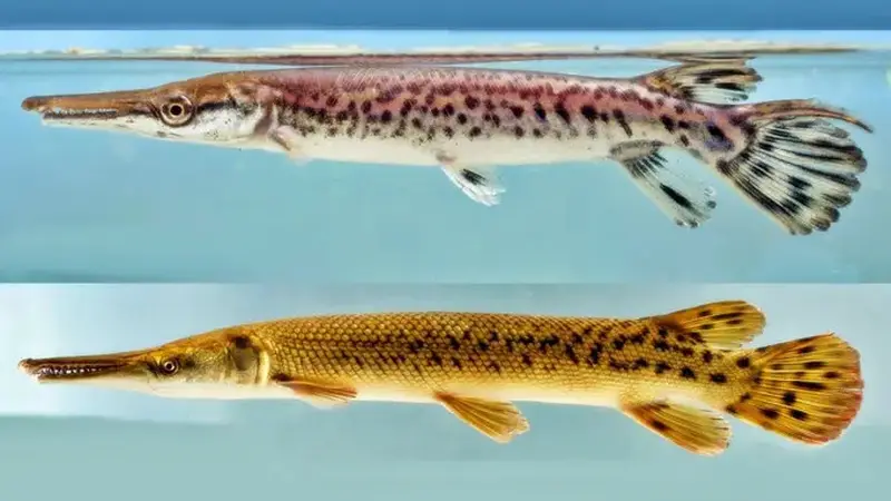 Ikan Aligator Gar