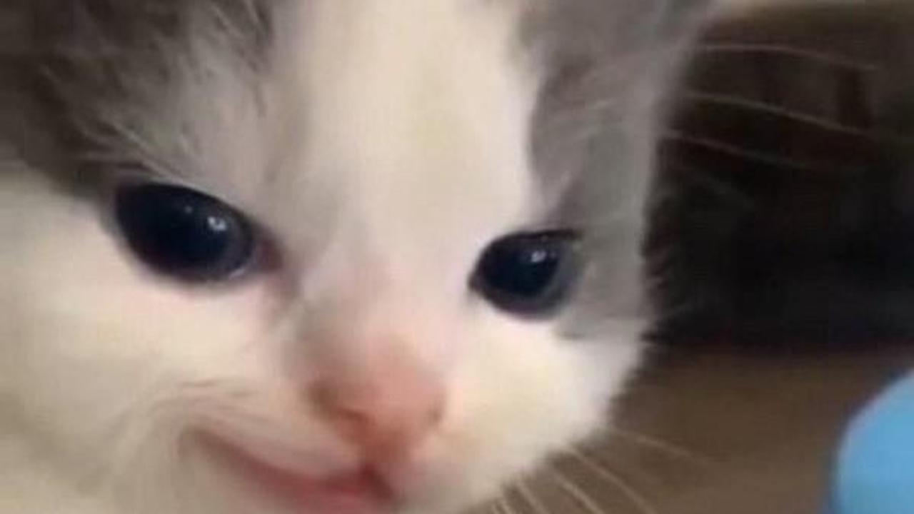 ilustrasi kucing
