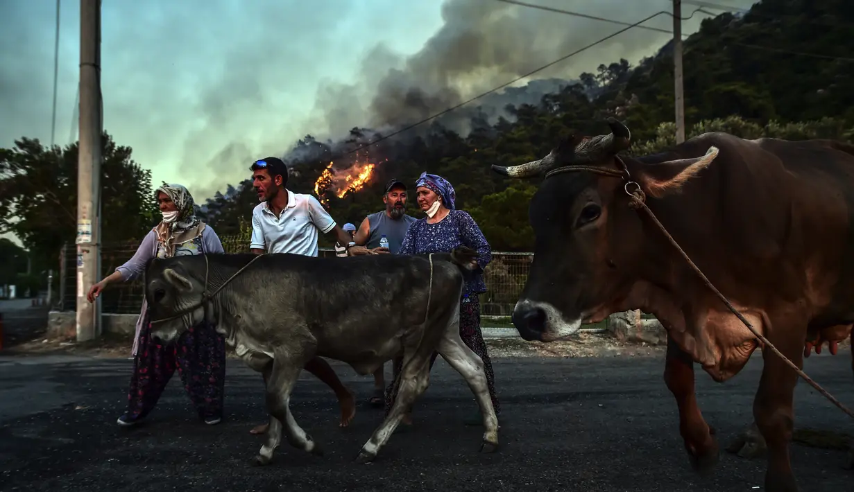 Orang-orang pergi dengan membawa hewan ternak mereka saat api semakin membesar di daerah Hisaronu, Turki, Senin (2/8/2021). Api dari kebakaran hutan yang masih terus berkobar membuat sejumlah warga memilih untuk mengungsi ke tempat yang lebih aman. (AP Photo)