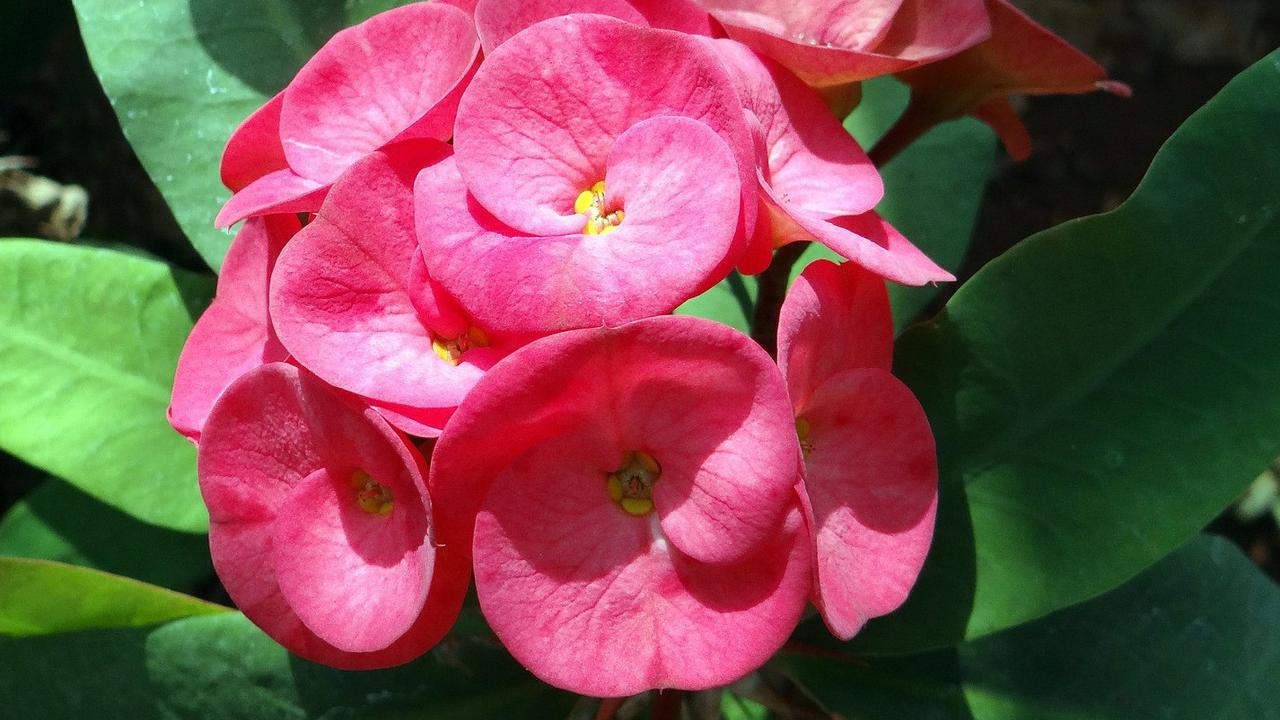 Euphorbia