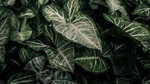 6 Tanaman Hias dengan Daun Berbentuk Panah yang Tampil Eksotis