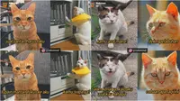 7 Meme Kucing Saat PDKT Ini Kocak Bikin Ngakak