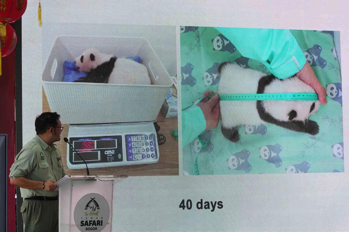 FOTO: Indonesia Catat Sejarah Kelahiran Anak Giant Panda