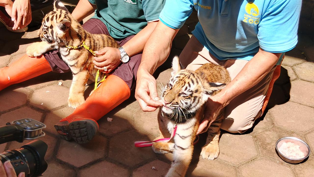 dua bayi harimau benggala di bandung zoo