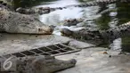 Sejumlah buaya tampak bersantai di pinggir kolam Taman Buaya Indonesia Jaya (TBIJ), Jawa Barat, Minggu (26/7/2015). Taman Buaya Cikarang merupakan salah satu penangkaran terbesar di Asia bahkan dunia. (Liputan6.com/Faizal Fanani)