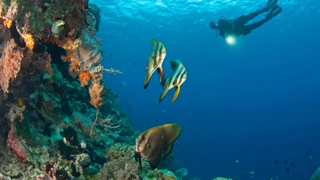 4 Aktivitas saat Bulan Madu di Wakatobi, Seru & Menyenangkan!