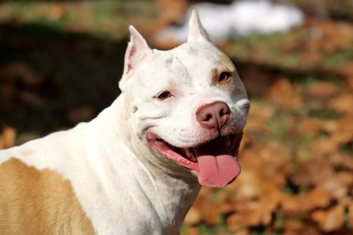 20 Alasan untuk Tidak Memelihara Anjing Pitbull20 Alasan untuk Tidak Memelihara Anjing Pitbull