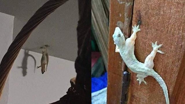 5 Potret Aksi Cicak Ini Bikin Geleng Geleng Kepala Bisa Ngelawak Hot Liputan6 Com
