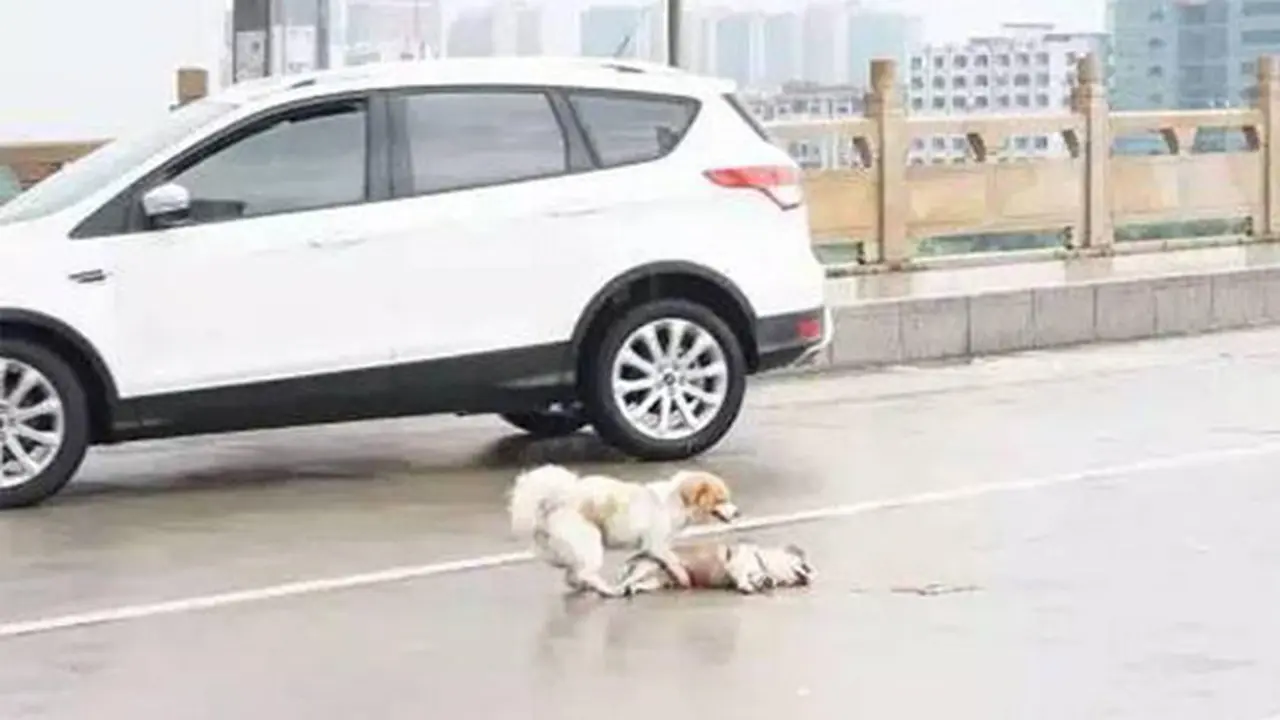 Pilu, Anjing Coba Tolong Temannya yang Tewas Tertabrak