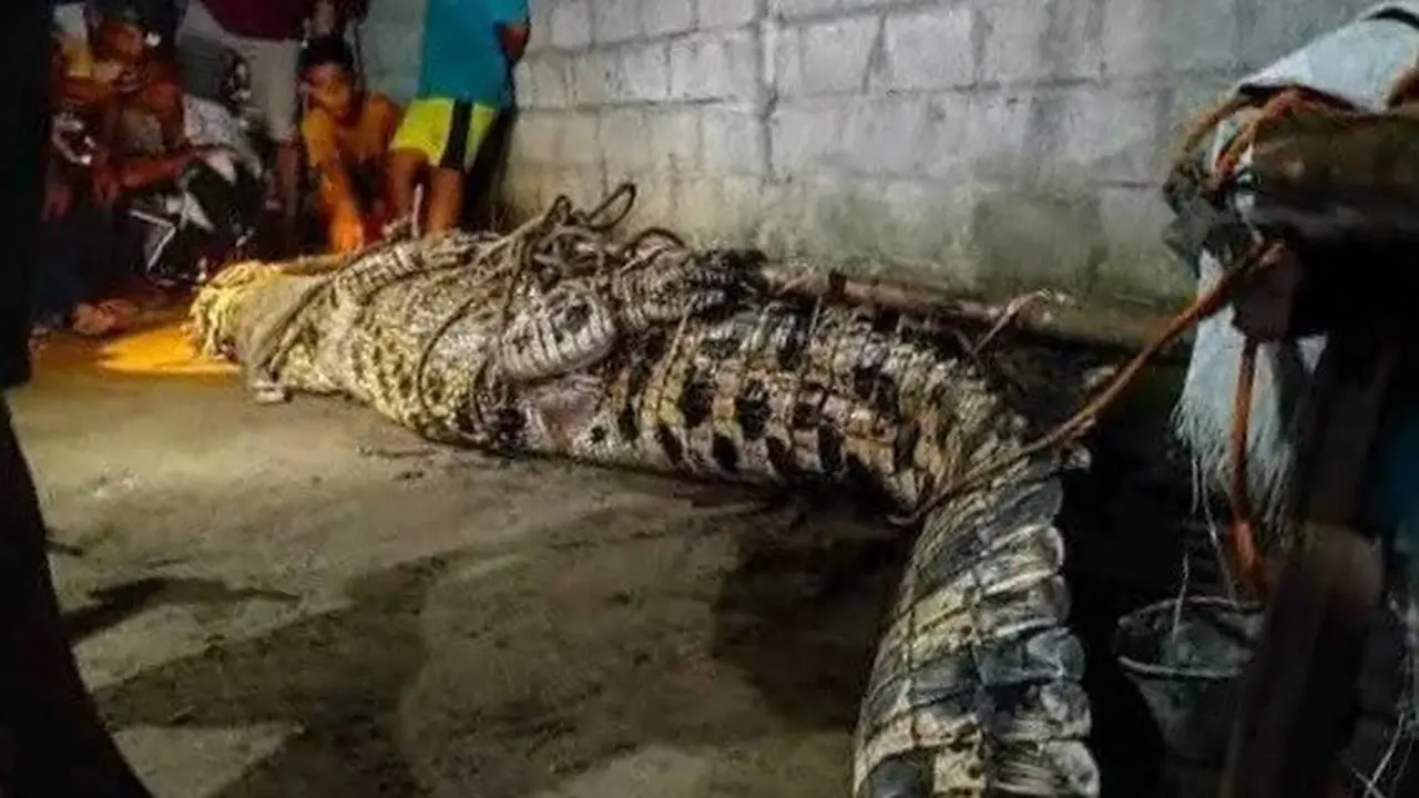 Buaya sepanjang 4 meter yang memangsa seorang lansia di Tanggamus, Lampung berhasil dievakuasi. Foto : (Istimewa).