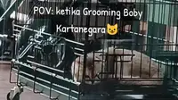 Video Kucing Prabowo Bobby Kertanegara Mandi di Salon Hewan Peliharaan Jadi Viral