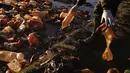 Petugas polisi mengeluarkan botol plastik bekas dari Sungai Tagaret, yang mengalir ke Danau Uru Uru, dekat Oruro, Bolivia, Rabu (7/4/2021). Operasi pembersihan dimulai untuk mengembalikan danau ke keindahan alamnya yang telah dibanjiri sampah plastik dan limbah buatan manusia lainnya. (AP/Juan Kari)