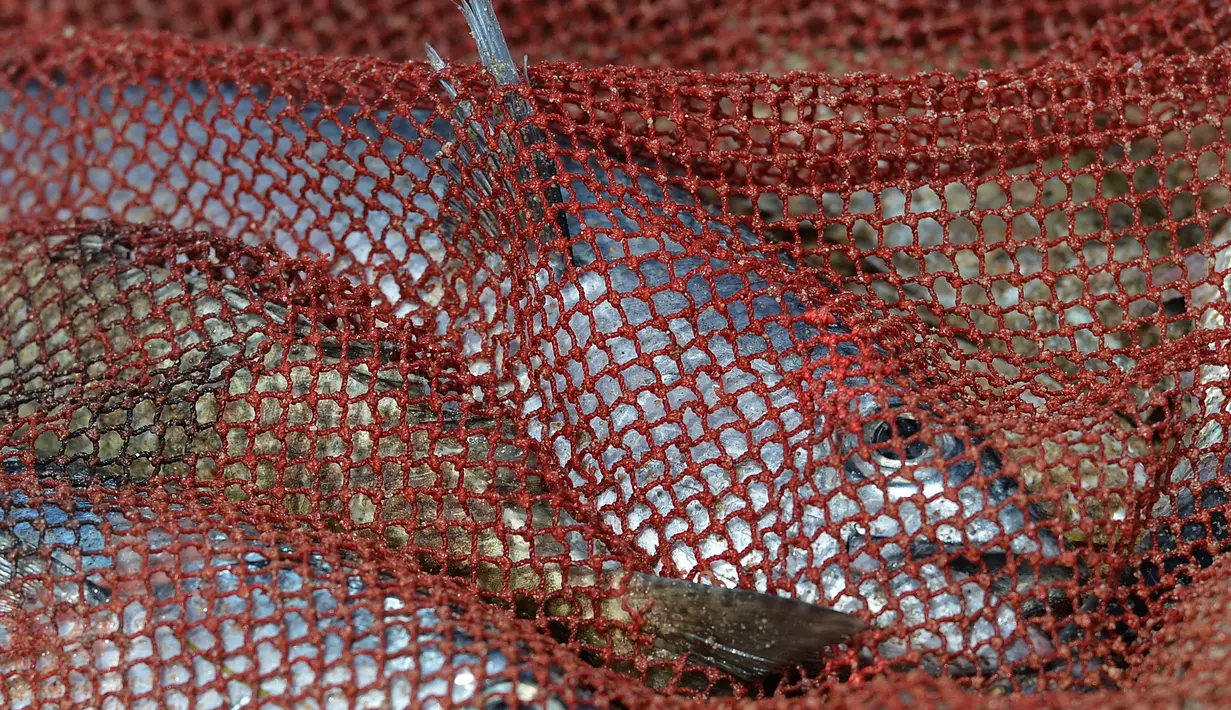 Ikan yang ditangkap oleh nelayan Sri Lanka terbaring di sebuah jaring di sebuah pantai di Trincomalee (5/5). Trincomalee juga menjadi salah satu kota yang diterjang tsunami tahun 2004. (AFP Photo/Ishara S Kodikara)