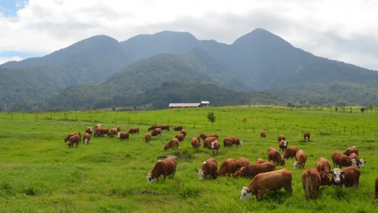 Peternakan Padang Mangateh. (Liputan6.com/ ist)