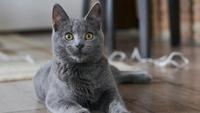 10 Silent Cat Breeds That Don't Meow a Lot