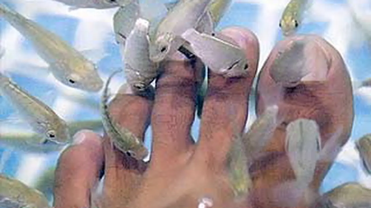 111018bterapi-ikan.jpg