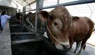 Pakar IPB: Daging Hewan Antraks Tidak Boleh Dikonsumsi