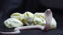 Bayi kobra leucistic monocled menjulurkan lidahnya di Kebun Bintang Planet Exotica, Royan, Prancis, Rabu (31/1). Ini merupakan kelahiran pertama kobra leucistic monocled di kebun binatang tersebut. (AFP PHOTO/MEHDI FEDOUACH)