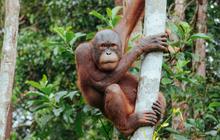 Platform Kitabisa Punya Program Konservasi Orangutan