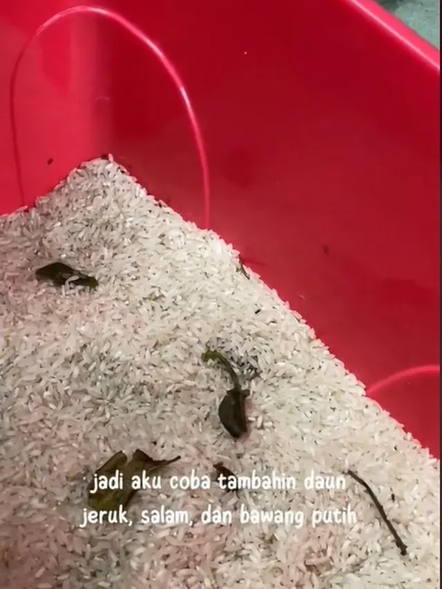 Tanpa Cabai atau Cuka, Begini Cara Hilangkan Kutu pada Beras Secara Efektif