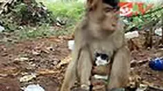Percayakah Anda jika seekor monyet betina merawat dan menyusui anak kucing yang terlantar. Meski tidak lahir dari rahimnya sendiri sang monyet dengan penuh kasih sayang merawat sang kucing. 