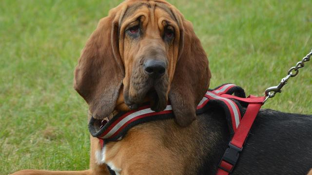 Bloodhound