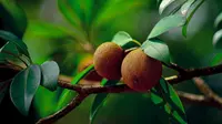 TOP 3: Pohon Buah yang Jarang Diserang Lalat Buah, Arti Positif Thinking dan Baddie