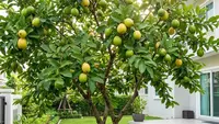 11 Jenis Pohon Produktif untuk Halaman Rumah yang Bisa Panen Sekaligus Jadi Hiasan