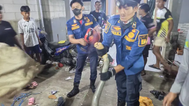 Petugas damkar evakuasi kobra jatuh dari plafon rumah warga di Sukabumi. (Istimewa).