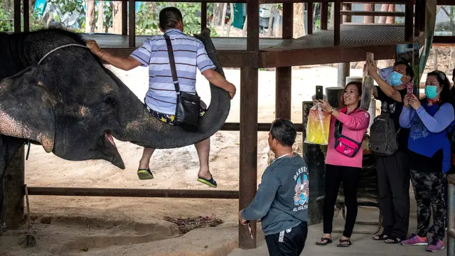 Thailand Tutup Akses bagi Turis, Ribuan Gajah Terancam Kelaparan