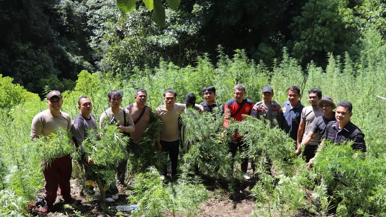 Penemuan ladang ganja