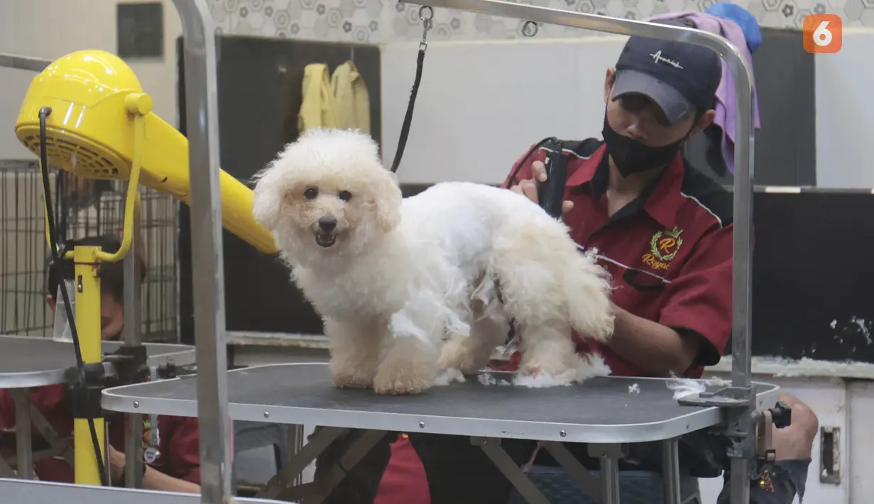 Sejumlah layanan perawatan hewan menjadi peluang bisnis yang dapat menambah pemasukan pet shop. Selain menjual makanan dan perlengkapan, layanan seperti memandikan hewan, mencukur bulu, grooming, penitipan hingga pemeriksaan kesehatan dapat menjadi pilihan bagi pemilik hewan peliharaan. Kenyamanan tempat, kebersihan serta tenaga profesional juga menjadi faktor penting dalam memberikan layanan sekaligus menjaga kepercayaan pelanggan. (KLY/Budy Santoso)