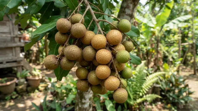 Tanda Buah Kelengkeng Sudah Matang