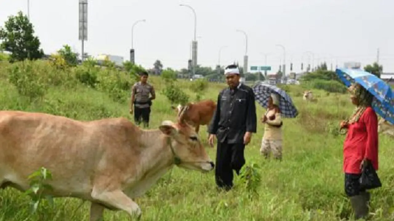 Mengapa Anak-Anak Purwakarta Wajib Gembala Ternak?