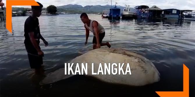 VIDEO: Penampakan Ikan Purba Mati di Teluk Ambon