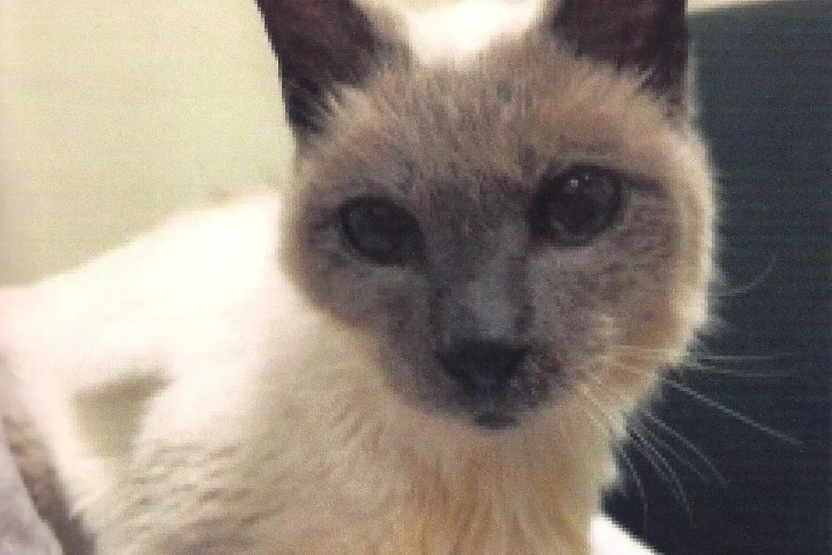 Kenalan Yuk Sama Scooter Si Kucing Tertua di Dunia