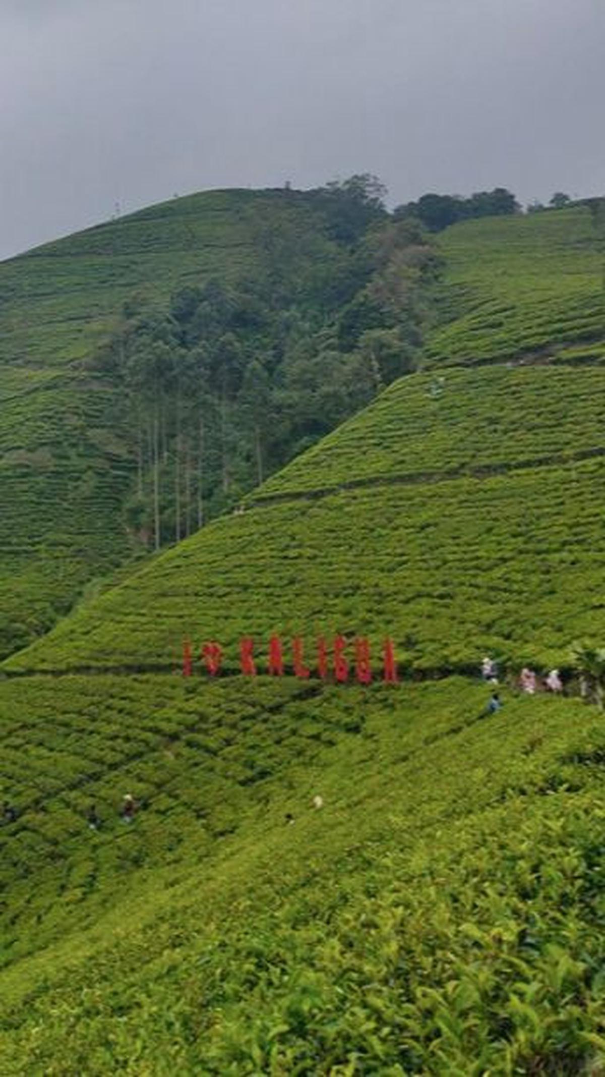 4. Agrowisata Kaligua<br>