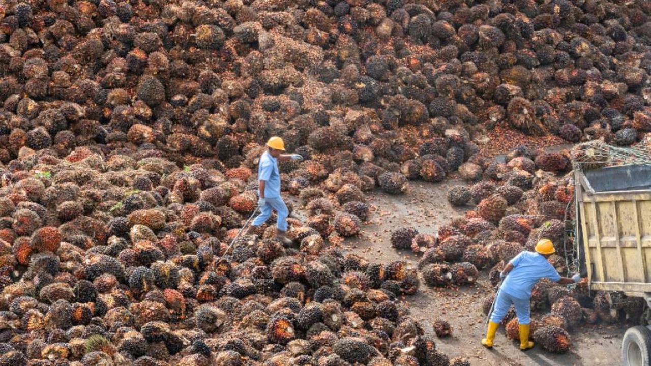 Dari Pandemi Hingga Krisis Global, Rahasia Sawit Indonesia Tetap Jadi Raja Dunia